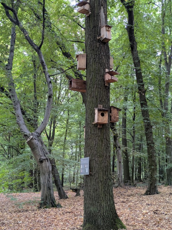 SOWA Racibórz - zajęcia warsztatowe pod hasłem „Nauka spotyka naturę”