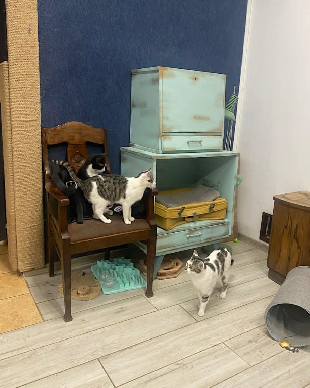 Zdjęcie przedstawia kotka w Kocim Domu.