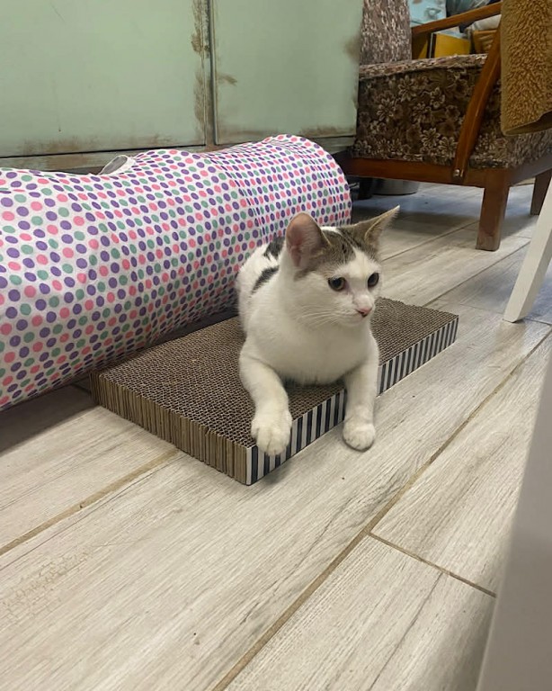 Zdjęcie przedstawia uczniów koła wolontariatu w czasie zabawy z kotkami w Kocim Domu.