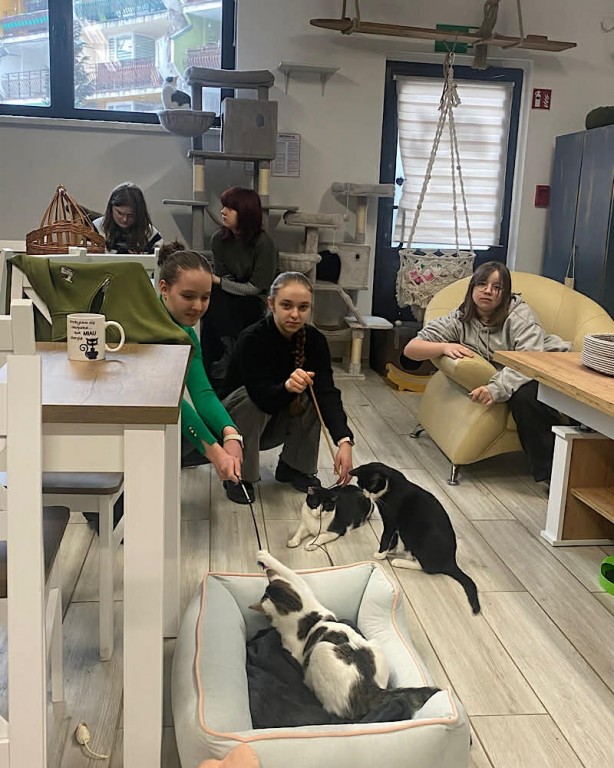 Zdjęcie przedstawia koty w Kocim Domu.