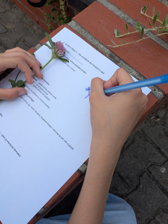 Innowacja pedagogiczna „Od Azorów do naszej łąki” zrealizowana w klasie VI c w ramach programu Erasmus+