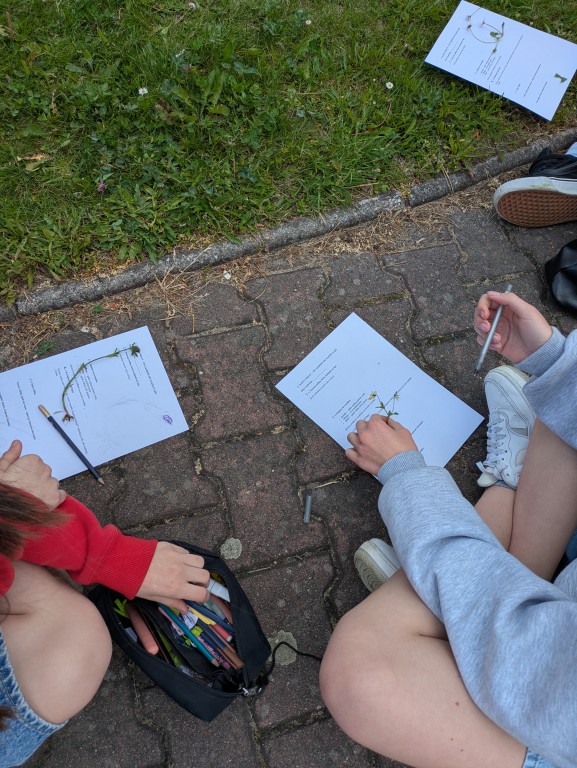 Innowacja pedagogiczna „Od Azorów do naszej łąki” zrealizowana w klasie VI c w ramach programu Erasmus+