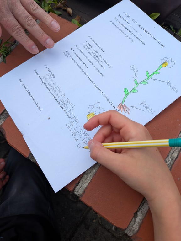 Innowacja pedagogiczna „Od Azorów do naszej łąki” zrealizowana w klasie VI c w ramach programu Erasmus+