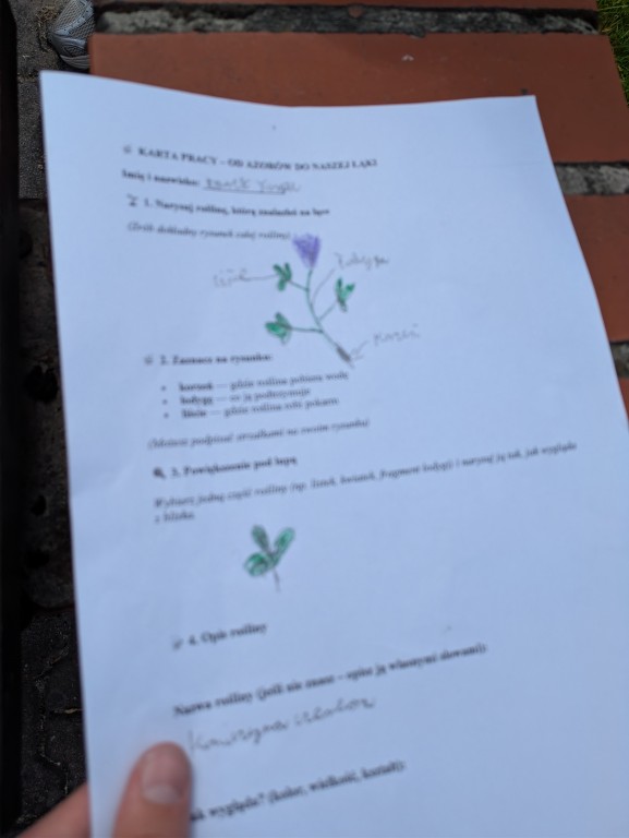 Innowacja pedagogiczna „Od Azorów do naszej łąki” zrealizowana w klasie VI c w ramach programu Erasmus+