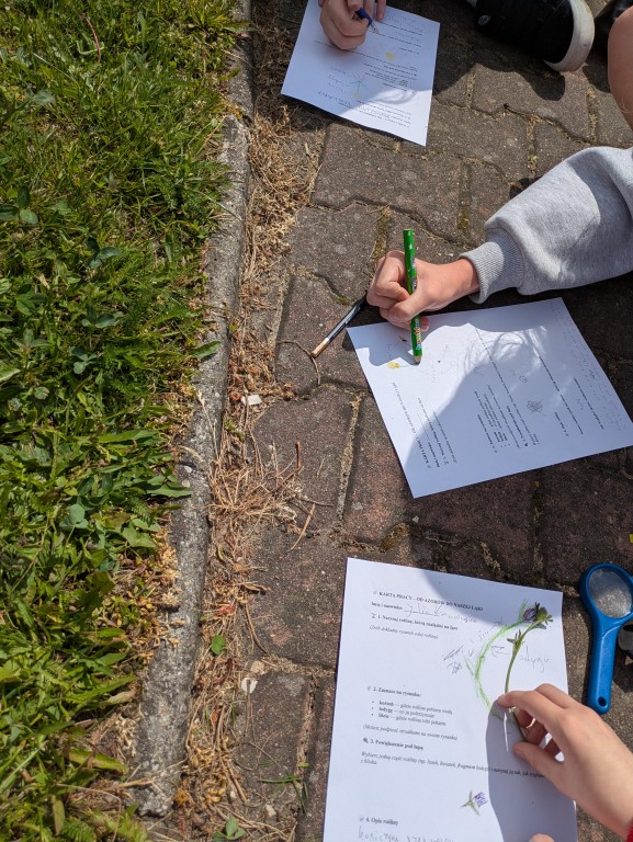 Innowacja pedagogiczna „Od Azorów do naszej łąki” zrealizowana w klasie VI c w ramach programu Erasmus+