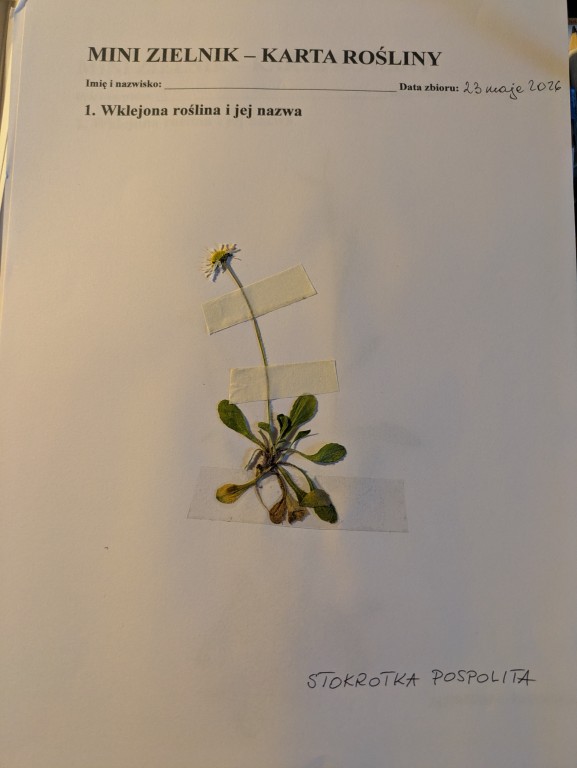 Innowacja pedagogiczna „Od Azorów do naszej łąki” zrealizowana w klasie VI c w ramach programu Erasmus+