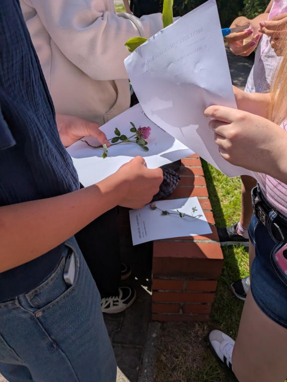 Innowacja pedagogiczna „Od Azorów do naszej łąki” zrealizowana w klasie VI c w ramach programu Erasmus+
