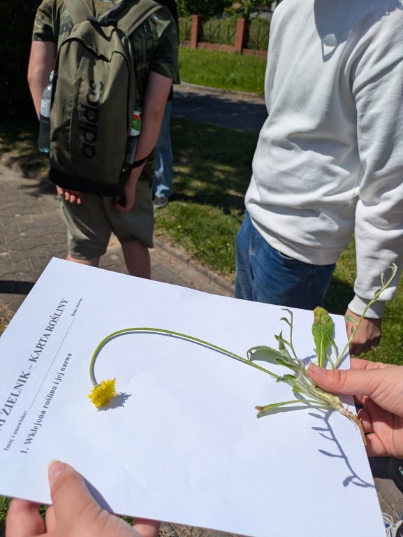 Innowacja pedagogiczna „Od Azorów do naszej łąki” zrealizowana w klasie VI c w ramach programu Erasmus+
