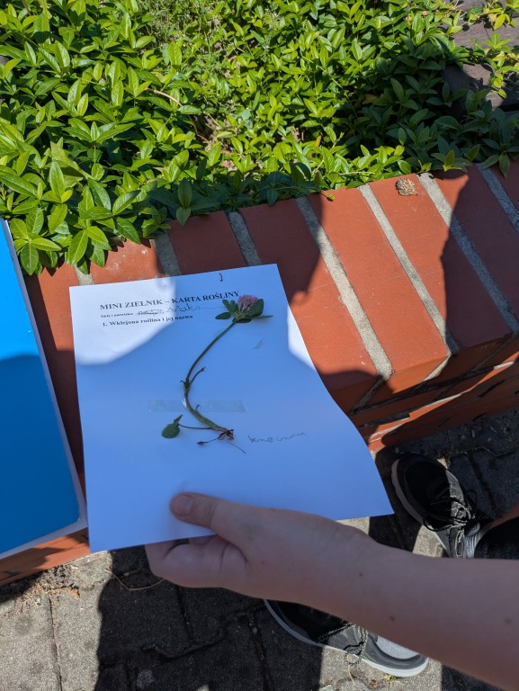 Innowacja pedagogiczna „Od Azorów do naszej łąki” zrealizowana w klasie VI c w ramach programu Erasmus+